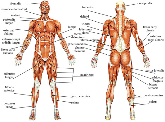 Muscular System - sport science.